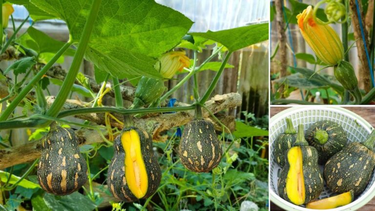 Cette méthode surprenante transforme vos déchets de cuisine en citrouilles géantes…