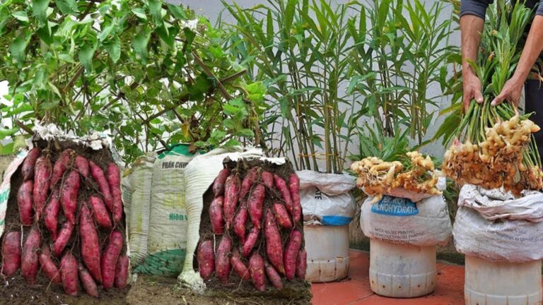 Cette technique surprenante transforme votre petit coin de jardin en véritable potager…