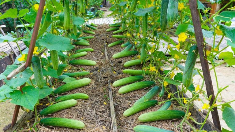 Cette technique secrète pour cultiver des concombres va transformer votre potager…