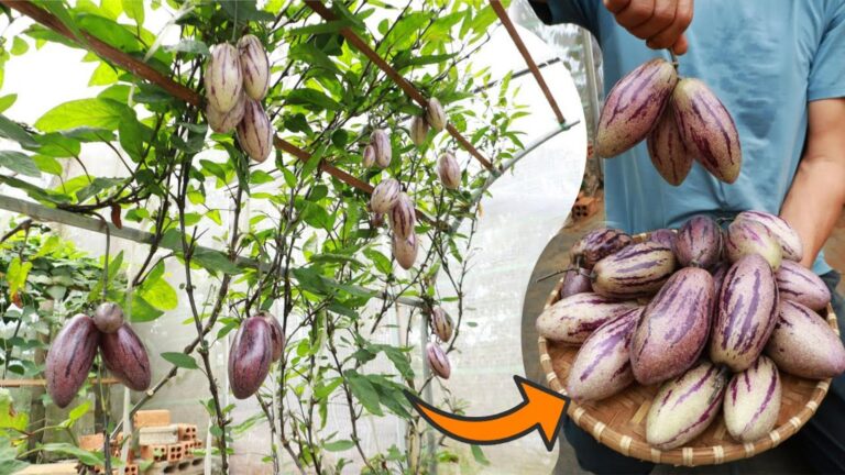 Une vieille astuce pour faire pousser un melon délicieux en un rien de temps…