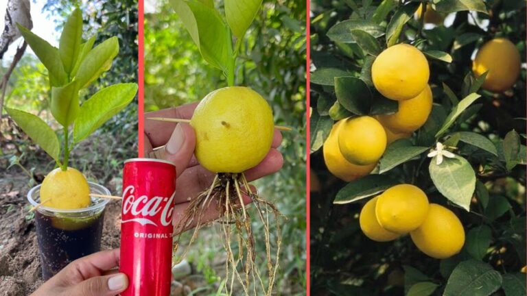 Cette astuce magique transforme votre citronnier en arbre à fruits… à découvrir absolument !