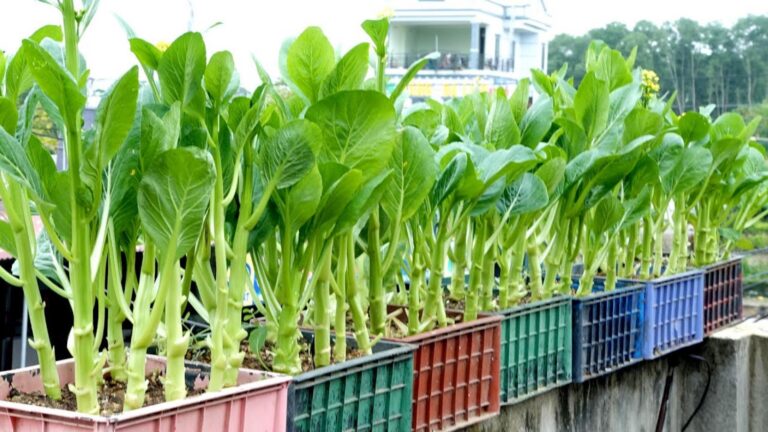 Cette astuce oubliée transforme votre potager en source de légumes frais et savoureux…