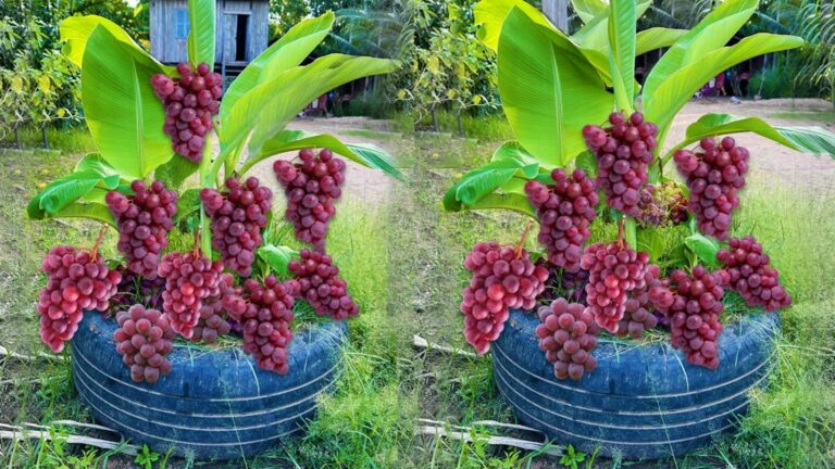 Une idée toute simple pour multiplier vos bananiers et récolter des fruits…