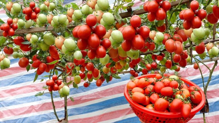 Cette astuce surprenante transforme vos tomates en véritables petites merveilles…