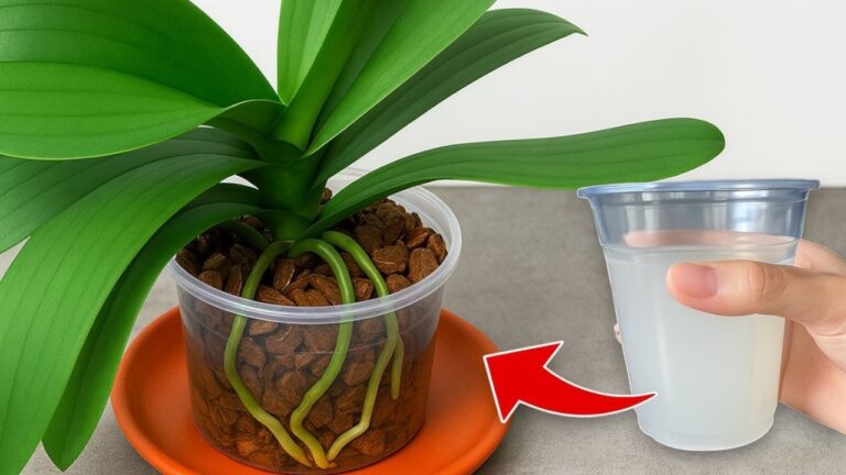 5 astuces pour faire fleurir vos orchidées incroyablement et durablement !