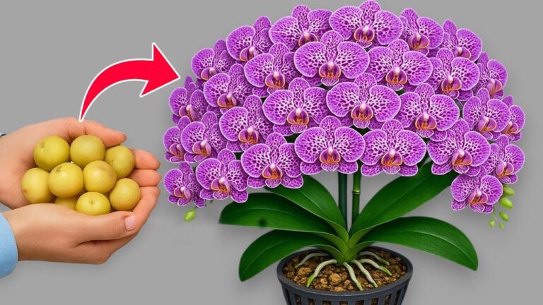 10 astuces pour faire fleurir des orchidées toute l&rsquo;année !