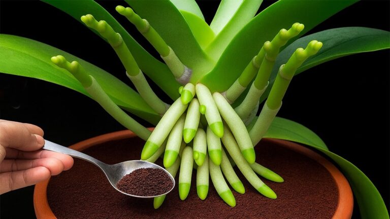 Faites fleurir votre orchidée : 5 astuces pour 1001 racines et fleurs éclatantes !