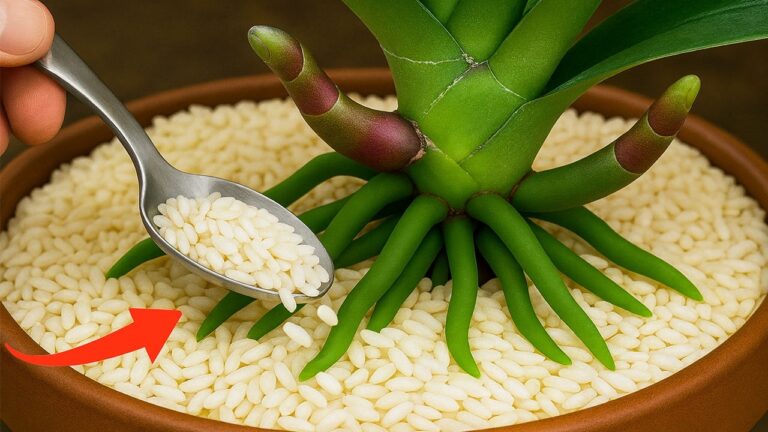 Faites fleurir vos orchidées : 5 astuces simples pour un résultat bluffant !