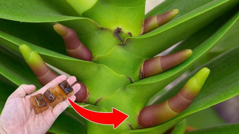 5 astuces pour faire fleurir vos orchidées sans fleurs cet été !
