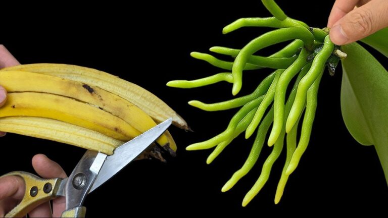 Faites pousser vos orchidées avec 1 astuce banane pour des racines et bourgeons éclatants !