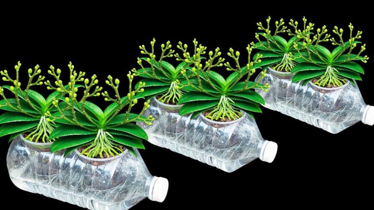 5 astuces pour faire fleurir vos orchidées toute l’année sans pourrir les racines!