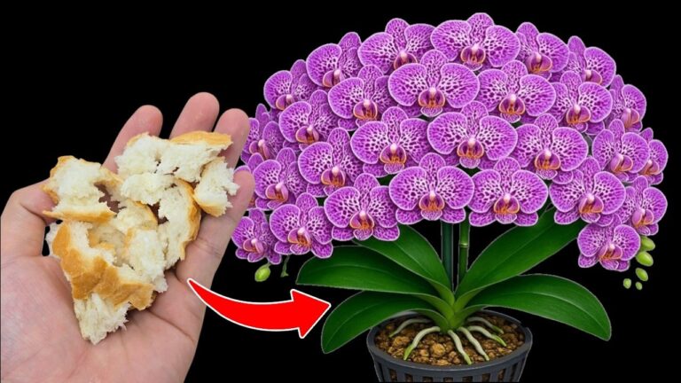 Faites fleurir votre orchidée : 5 astuces pour des branches en abondance toute l&rsquo;année !