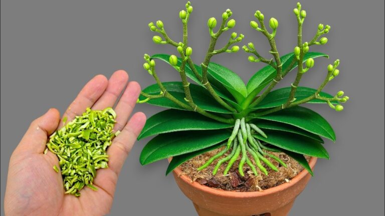 1 cuillère par semaine pour des orchidées en pleine floraison toute l&rsquo;année !