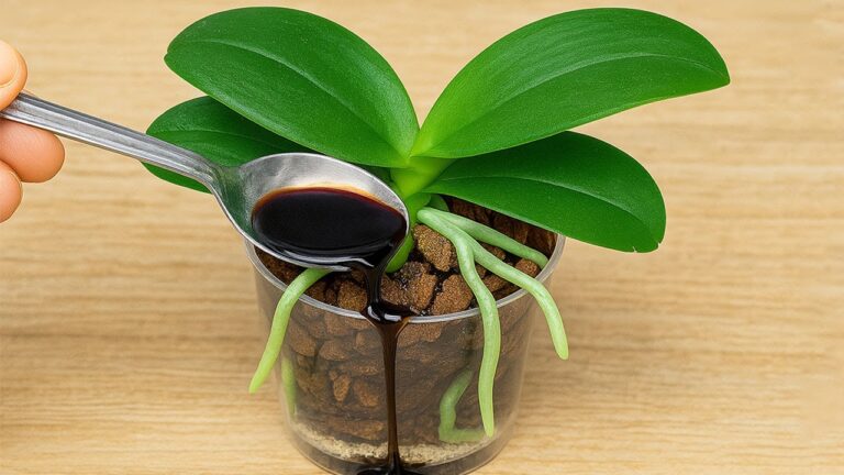 5 étapes simples pour ne plus jamais perdre vos orchidées ! 🌸