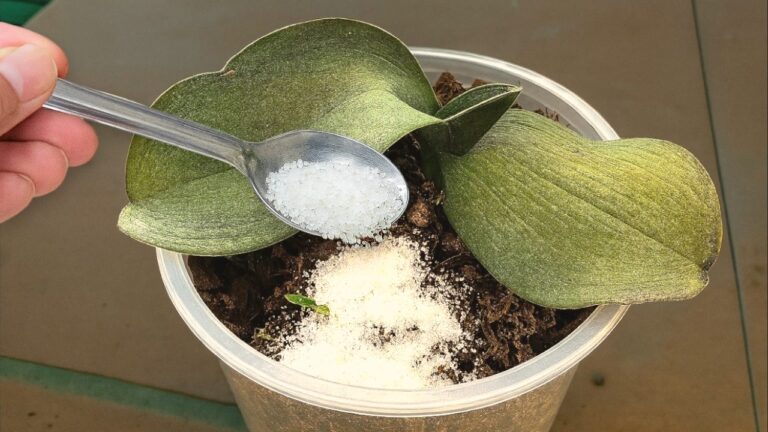 5 astuces pour redonner vie à votre orchidée flétrie facilement !