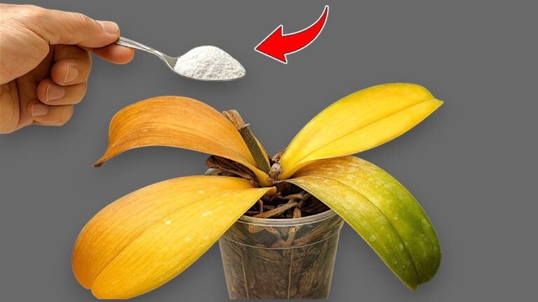 1 cuillère pour faire fleurir votre orchidée toute l&rsquo;année !