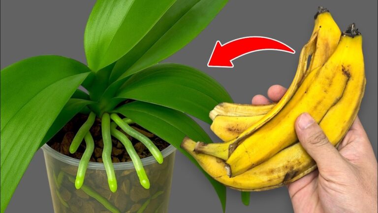 Faites fleurir vos orchidées en 1 mois avec ce secret simple et puissant !