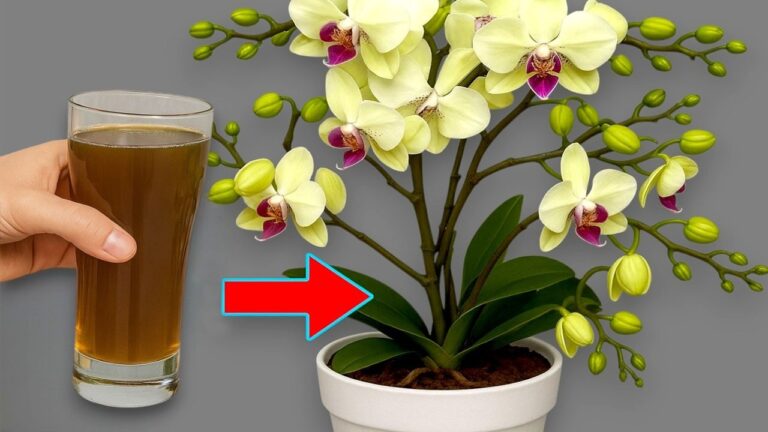 Faites fleurir vos orchidées toute l&rsquo;année avec ces 5 astuces faciles et naturelles !