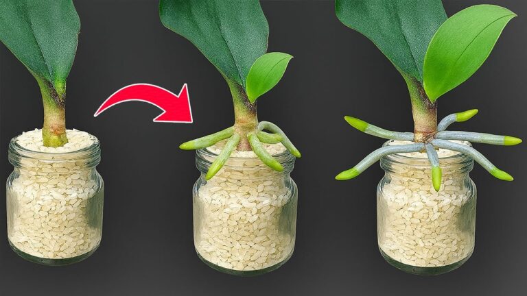 5 astuces pour faire fleurir vos orchidées avec juste du riz !