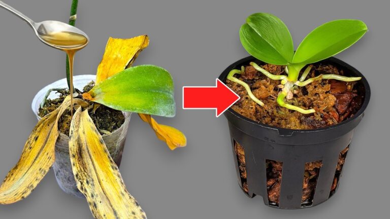 Revivez vos orchidées en 3 étapes simples avec cette eau magique !