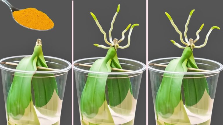 Faites pousser vos orchidées : 3 astuces pour générer des racines rapides en eau !