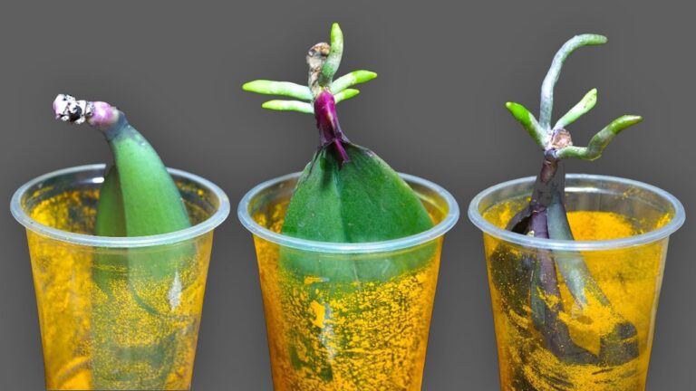 5 astuces magiques pour faire enracinement rapide de vos orchids !