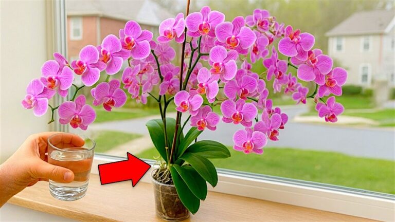 Faites fleurir votre orchidée avec 200 % de racines en 4 saisons !