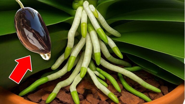 Faites fleurir vos orchidées en 15 jours : 5 astuces incontournables à découvrir !