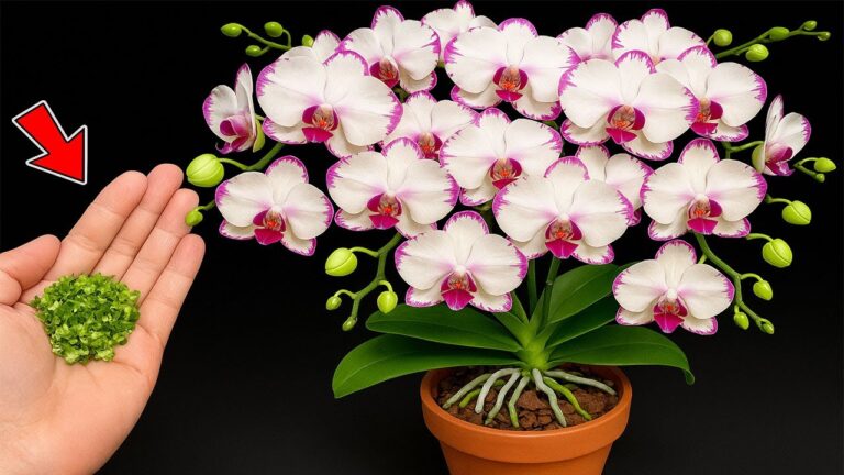 Faites fleurir 1000 orchids toute l’année avec cette astuce simple !