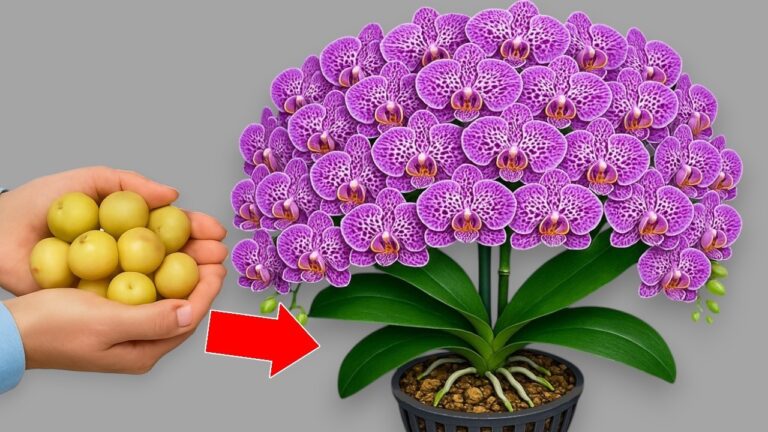 Faites fleurir 100 branches sous votre orchidée avec cette simple astuce miracle !