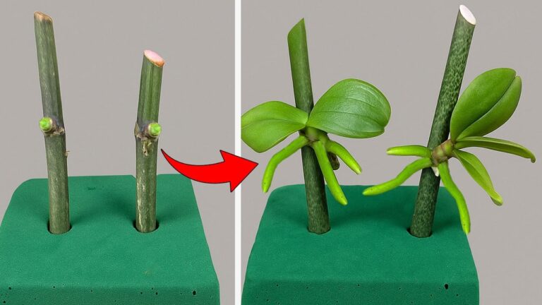 5 astuces pour faire pousser vos orchidées rapidement avec de la mousse florale
