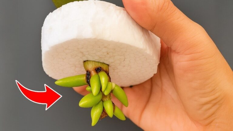 Rooter vos orchidées en 5 étapes pour une floraison toute l&rsquo;année !