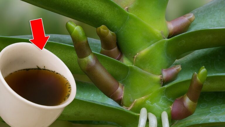 5 astuces pour faire fleurir vos orchidées toute l&rsquo;année ! 🌺