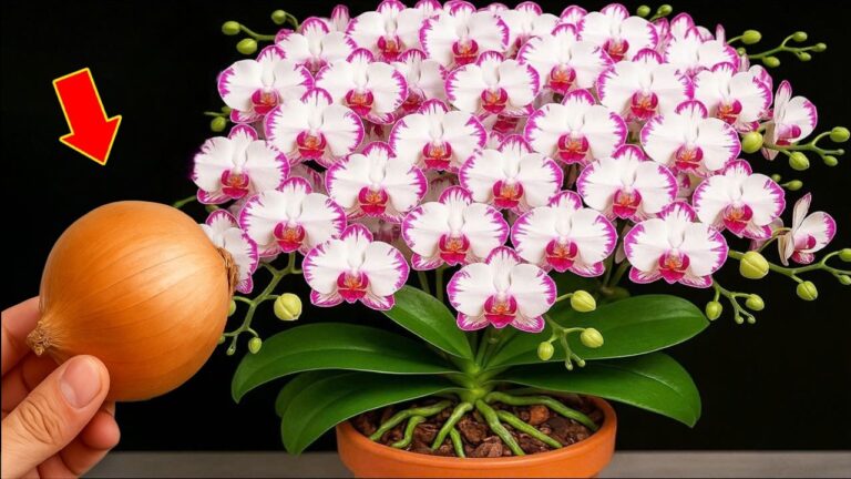 Faites fleurir 100 racines d&rsquo;orchidées avec cette méthode simple et efficace !