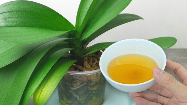 Stimulez vos fleurs : 3 ingrédients pour un engrais maison puissant et durable !