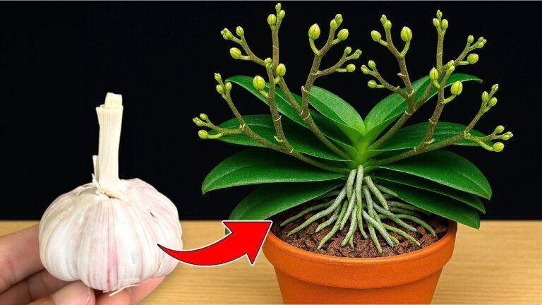 Faites pousser vos orchidées toute l&rsquo;année : 1 gousse d&rsquo;ail pour un miracle jardinier !
