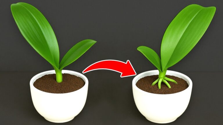 Faites fleurir vos orchidées : 5 astuces pour des feuilles auto-racines en quelques jours