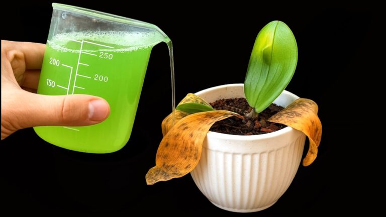 Ravivez vos orchidées : 3 astuces qui fonctionnent à tous les coups !