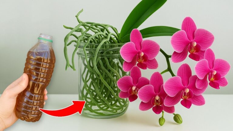 Revivez vos orchidées : 5 astuces d&rsquo;engrais naturel pour des Phalaenopsis en fleurs !