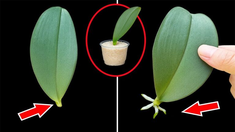 5 astuces pour faire fleurir votre orchidée avec seulement de l&rsquo;ail !