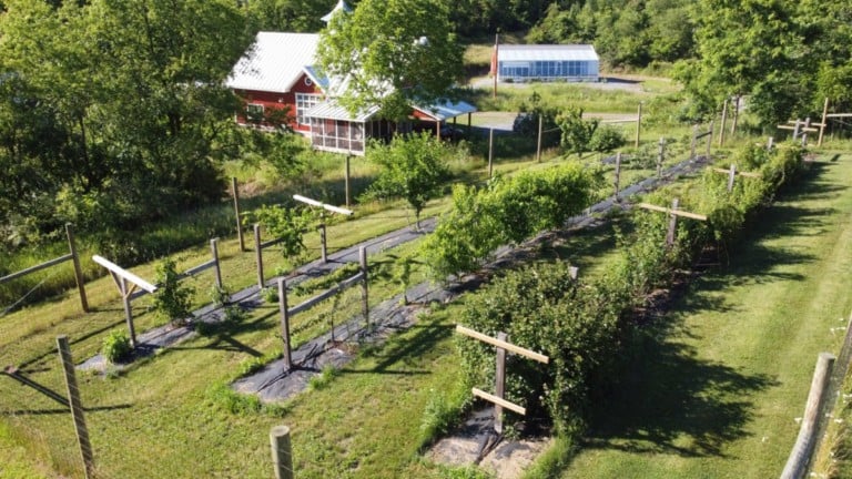Comment créer un verger résistant aux chevreuils et à la sécheresse