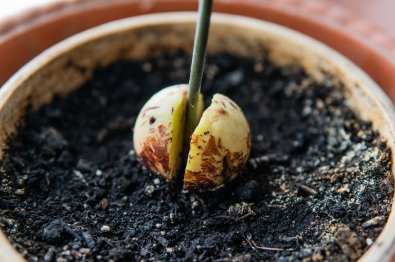 Comment faire pousser un avocatier à partir d&rsquo;un noyau et récolter des fruits