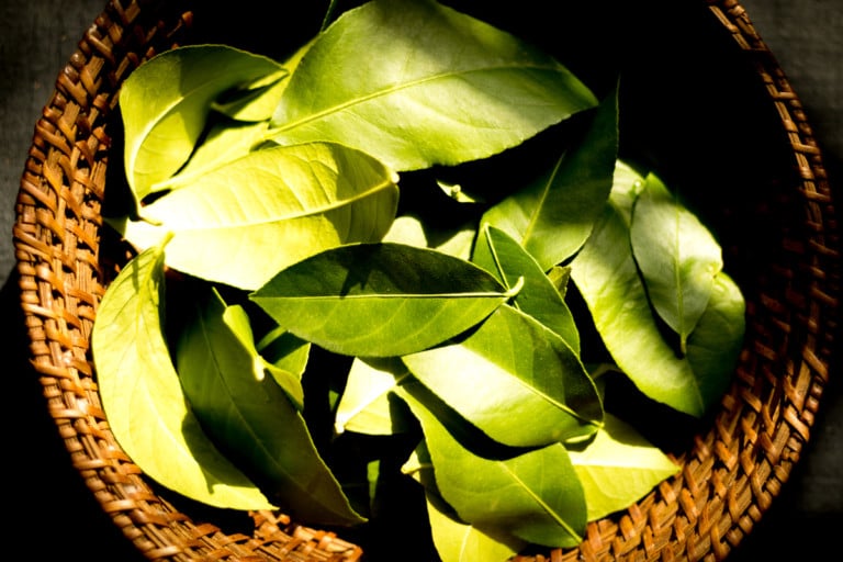 7 utilisations originales des feuilles d&rsquo;agrumes à découvrir absolument