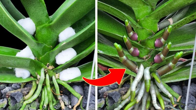 Faites fleurir vos racines : 1 tasse par mois pour un jardin épanoui toute l&rsquo;année !