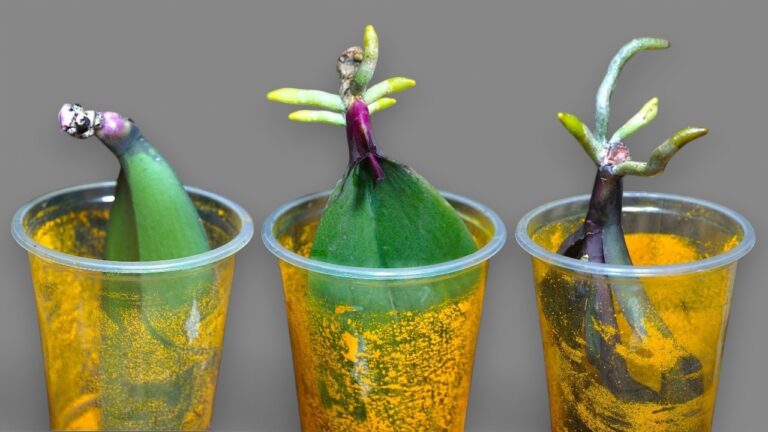 Faites fleurir vos orchidées : 5 astuces pour des racines à 200% de croissance !