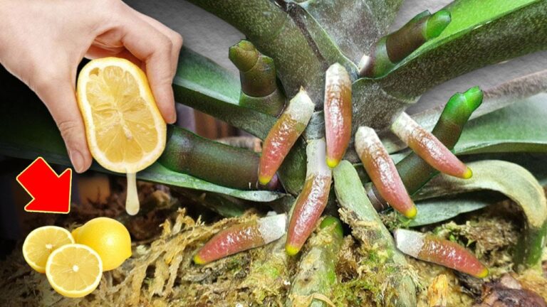 Découvrez 5 astuces pour cultiver des orchids plus fortes que l&rsquo;aloe vera !