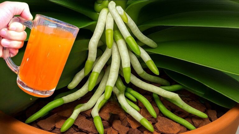 Faites fleurir 1001 racines : 1 cuillère pour booster votre orchidée !