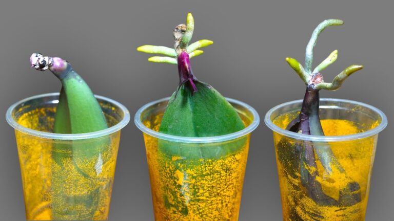 Faites pousser des racines d&rsquo;orchidées en eau : 5 astuces infaillibles à découvrir !
