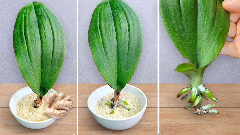 Boostez vos orchidées : 5 astuces pour des racines et fleurs toute l&rsquo;année !