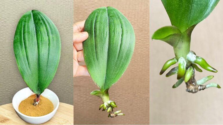 1 astuce pour faire fleurir une orchidée à partir d&rsquo;une seule feuille ! 🌺